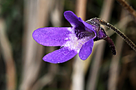 Pinguicula vulgaris Pinguicula vulgaris